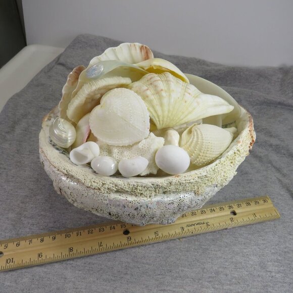 REAL White Sea Shells (8" Abalone Shell and variety of others) 2 pounds + - Picture 2 of 12